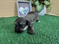 Iggy, a male Havanese for sale in Waynesville, MO – 1 of 3