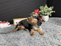 Willow, a female Miniature Dachshund for sale in Waynesville, MO – 2 of 4