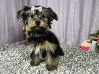 Sophia, a female Yorkshire Terrier for sale in Waynesville, MO – 1 of 10
