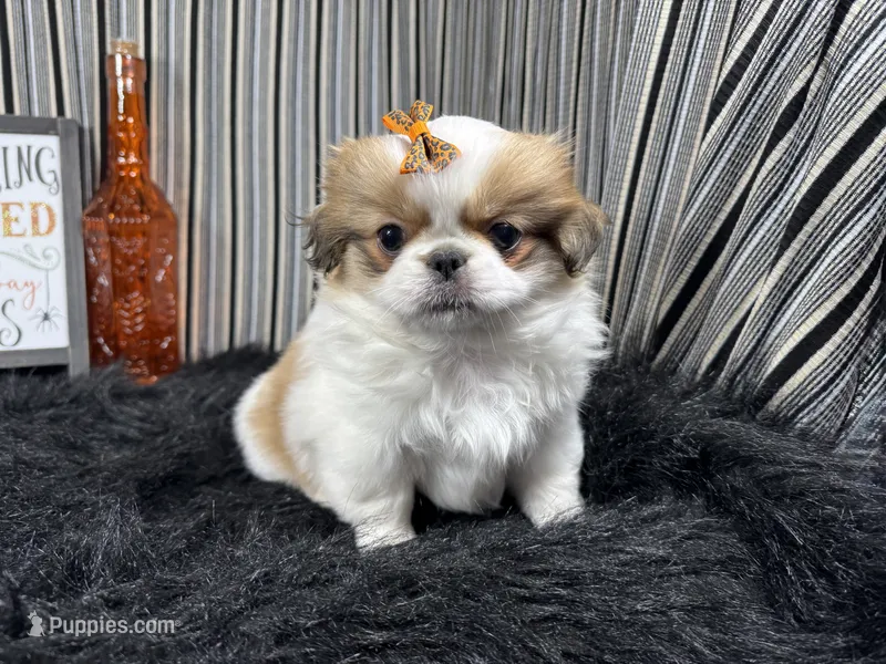 Claire – Pekingese puppy for sale in Waynesville, MO