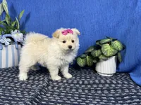 Basil, a female Pomapoo for sale in Waynesville, MO – 3 of 4