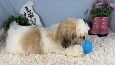 Goose, a male Shih Tzu for sale in Waynesville, MO – 4 of 4