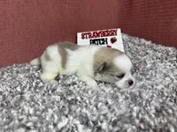 Bentley, a male Pomeranian for sale in Waynesville, MO – 3 of 4