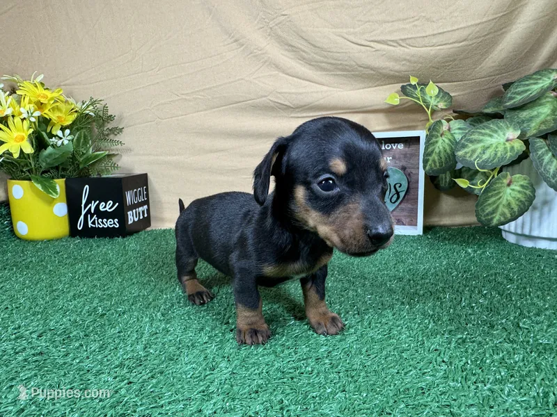 Tink – Miniature Dachshund puppy for sale in Waynesville, MO