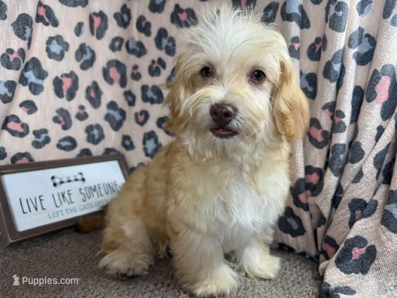 Izaiah – Havapoo puppy for sale in Waynesville, MO