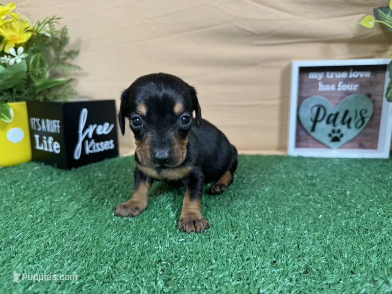 Tulip – Miniature Dachshund puppy for sale in Waynesville, MO