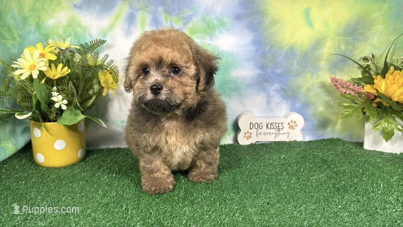 Ace – Havapoo puppy for sale in Waynesville, MO