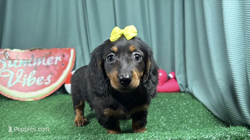 Posey – Miniature Dachshund puppy for sale in Waynesville, MO