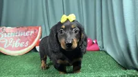 Posey, a female Miniature Dachshund for sale in Waynesville, MO – 1 of 3