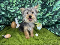 Pascal, a male Yorkshire Terrier for sale in Waynesville, MO – Photo 4 of 10