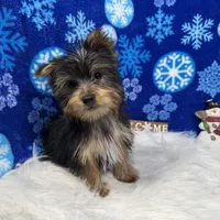 Pascal, a male Yorkshire Terrier for sale in Waynesville, MO – Photo 9 of 10