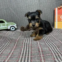 Pascal, a male Yorkshire Terrier for sale in Waynesville, MO – Photo 10 of 10