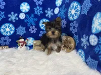 Pascal, a male Yorkshire Terrier for sale in Waynesville, MO – Photo 8 of 10