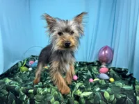 Pascal, a male Yorkshire Terrier for sale in Waynesville, MO – Photo 3 of 10