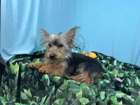 Pascal, a male Yorkshire Terrier for sale in Waynesville, MO – Photo 2 of 10