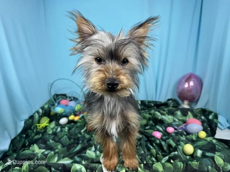 Pascal – Yorkshire Terrier puppy for sale in Waynesville, MO