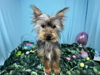 Pascal, a male Yorkshire Terrier for sale in Waynesville, MO – Photo 1 of 10