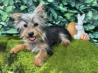 Pascal, a male Yorkshire Terrier for sale in Waynesville, MO – Photo 5 of 10