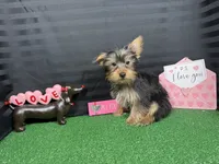 Pascal, a male Yorkshire Terrier for sale in Waynesville, MO – Photo 6 of 10