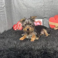 Pascal, a male Yorkshire Terrier for sale in Waynesville, MO – Photo 6 of 10