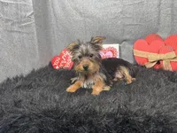 Pascal, a male Yorkshire Terrier for sale in Waynesville, MO – Photo 1 of 10
