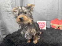 Pascal, a male Yorkshire Terrier for sale in Waynesville, MO – Photo 3 of 10