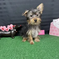 Pascal, a male Yorkshire Terrier for sale in Waynesville, MO – Photo 8 of 10
