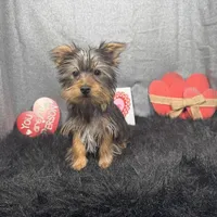 Pascal, a male Yorkshire Terrier for sale in Waynesville, MO – Photo 7 of 10