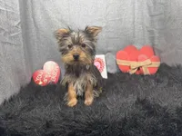 Pascal, a male Yorkshire Terrier for sale in Waynesville, MO – Photo 2 of 10