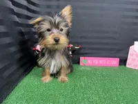 Pascal, a male Yorkshire Terrier for sale in Waynesville, MO – Photo 5 of 10