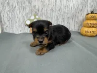 Pascal, a male Yorkshire Terrier for sale in Waynesville, MO – Photo 10 of 10