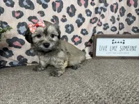 Izzy, a female Havanese for sale in Waynesville, MO – 5 of 10