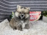 Faye, a female Pomeranian for sale in Waynesville, MO – 3 of 4