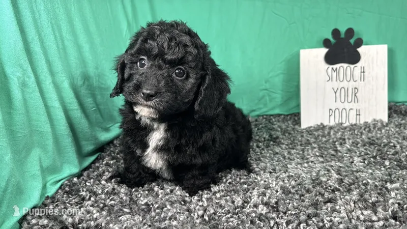 Noah – Poodle - Toy  puppy for sale in Waynesville, MO