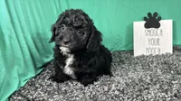 Noah, a male Poodle - Toy  for sale in Waynesville, MO – 1 of 3