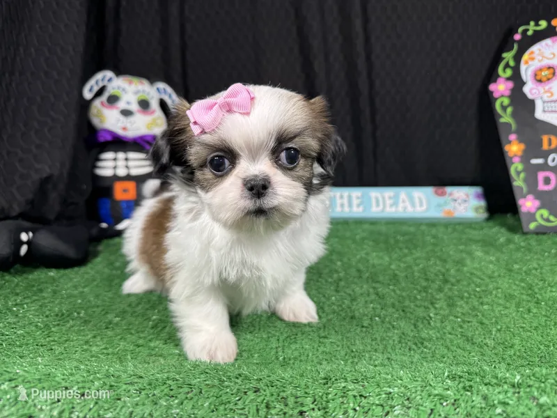 Gem – Shih Tzu puppy for sale in Waynesville, MO