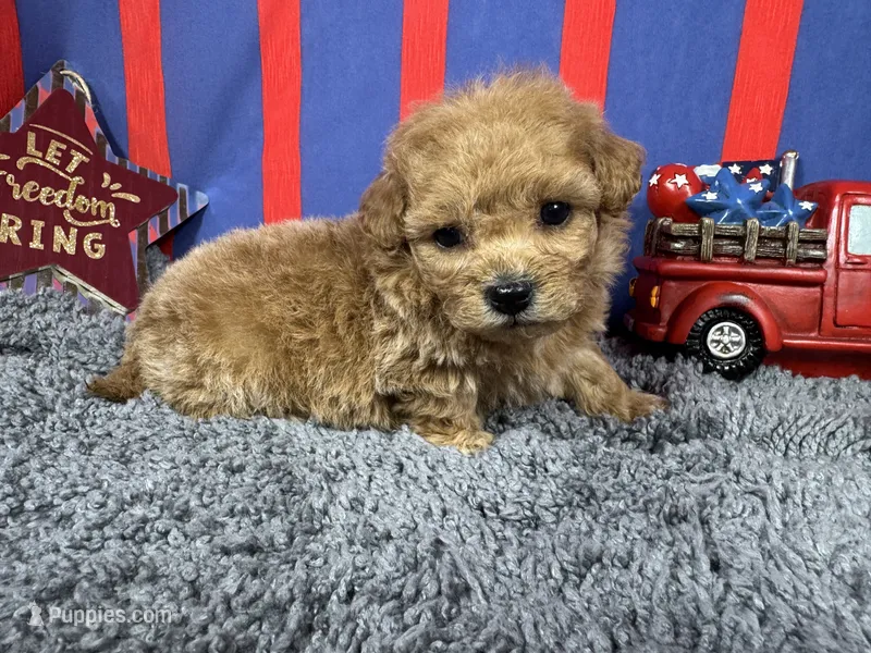 Astro – Maltipoo puppy for sale in Waynesville, MO