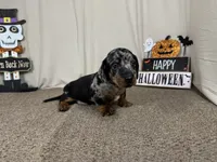 Granger, a male Miniature Dachshund for sale in Waynesville, MO – 3 of 3