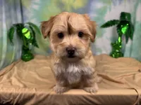 Izaiah, a male Havapoo for sale in Waynesville, MO – 5 of 10