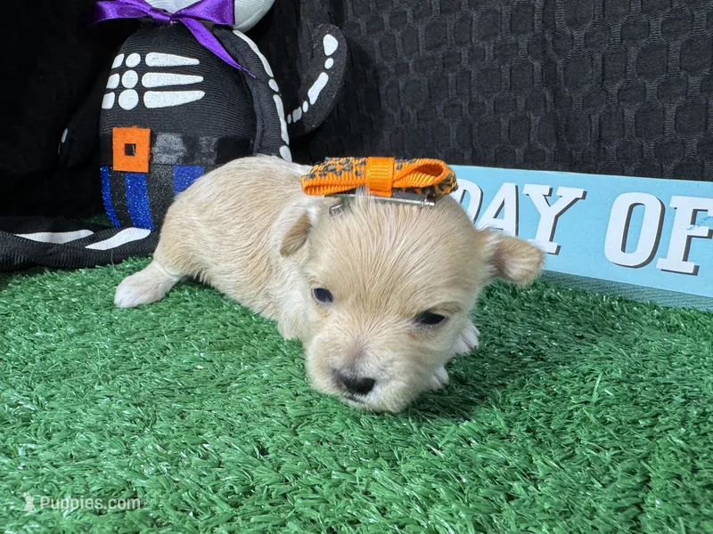 Gianna – Maltipoo puppy for sale in Waynesville, MO