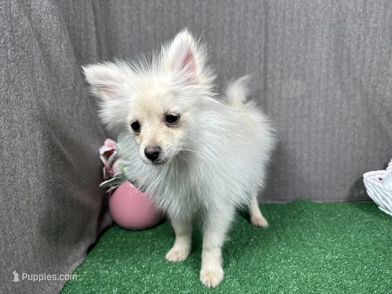 Preston – Pomeranian puppy for sale in Waynesville, MO