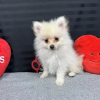 Preston, a male Pomeranian for sale in Waynesville, MO – Photo 8 of 10