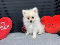 Preston, a male Pomeranian for sale in Waynesville, MO – Photo 4 of 10