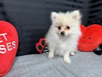 Preston, a male Pomeranian for sale in Waynesville, MO – Photo 5 of 10