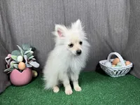 Preston, a male Pomeranian for sale in Waynesville, MO – Photo 3 of 10