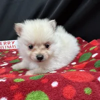 Preston, a male Pomeranian for sale in Waynesville, MO – Photo 10 of 10
