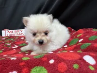 Preston, a male Pomeranian for sale in Waynesville, MO – Photo 9 of 10