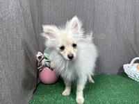 Preston, a male Pomeranian for sale in Waynesville, MO – Photo 2 of 10