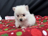 Preston, a male Pomeranian for sale in Waynesville, MO – Photo 10 of 10