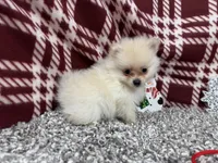 Preston, a male Pomeranian for sale in Waynesville, MO – Photo 7 of 10